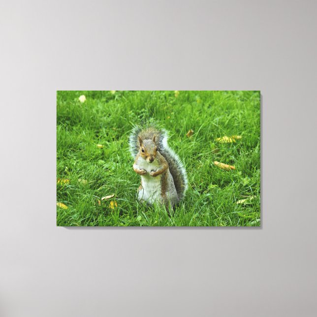 Grey Squirrel, Bute Park, Cardiff Canvas Print (Front)