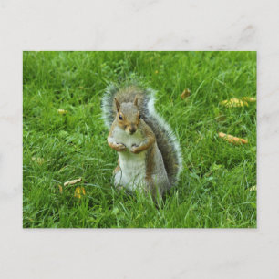 Grey Squirrel, Bute Park, Cardiff Postcard