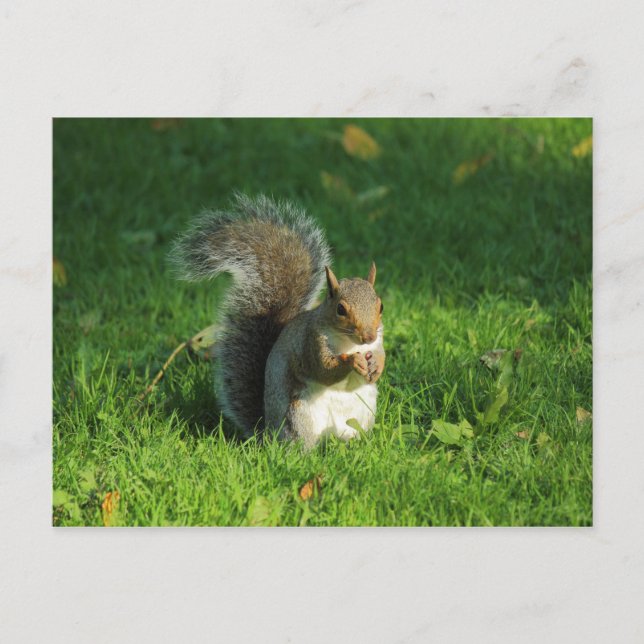 Grey Squirrel, Bute Park, Cardiff Postcard (Front)