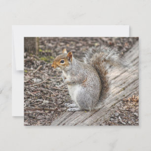 Grey Squirrel Bute Park, Cardiff, Wales. Card
