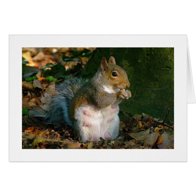 Grey Squirrel - Bute Park, Cardiff, Wales, UK (Front Horizontal)