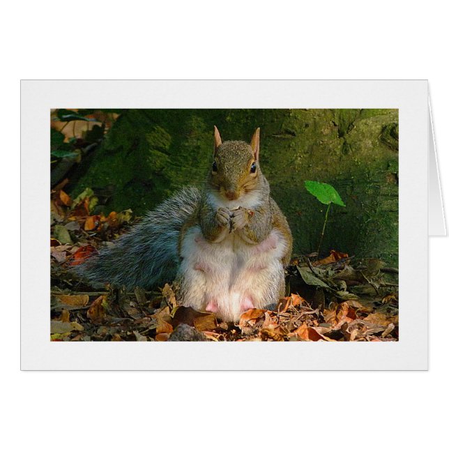 Grey Squirrel - Bute Park, Cardiff, Wales, UK (Front Horizontal)