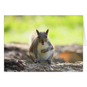 Grey Squirrel - Bute Park, Cardiff, Wales, UK