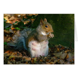 Grey Squirrel - Bute Park, Cardiff, Wales, UK