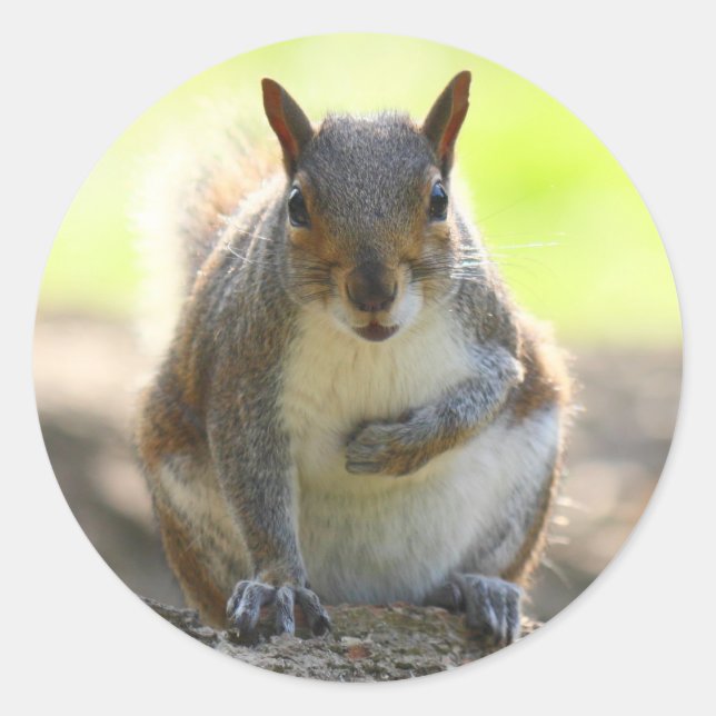 Grey Squirrel - Bute Park, Cardiff, Wales, UK Classic Round Sticker (Front)