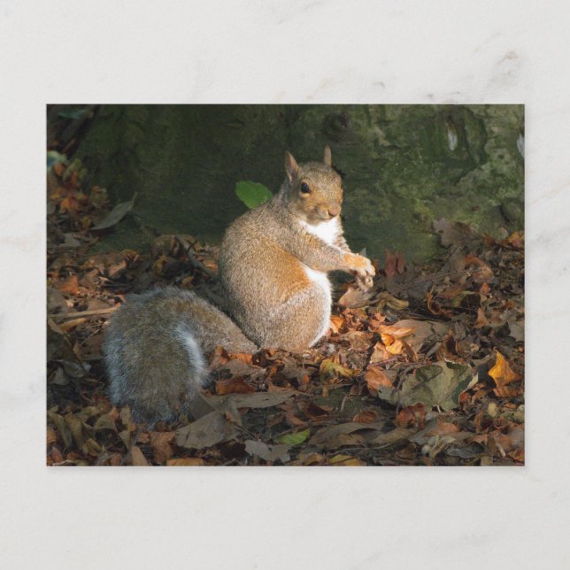 Grey Squirrel - Bute Park, Cardiff, Wales, UK Postcard (Front)
