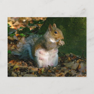 Grey Squirrel - Bute Park, Cardiff, Wales, UK Postcard