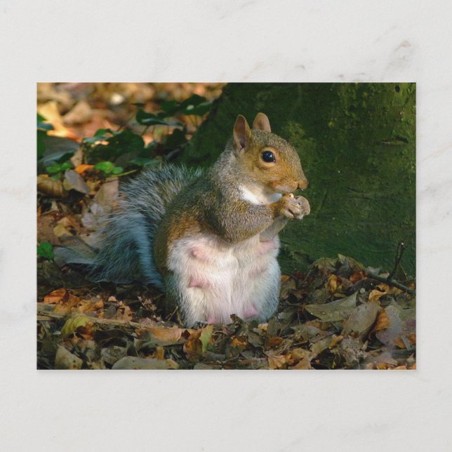 Grey Squirrel - Bute Park, Cardiff, Wales, UK Postcard (Front)