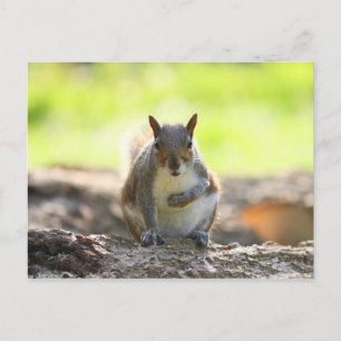 Grey Squirrel - Bute Park, Cardiff, Wales, UK Postcard