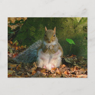 Grey Squirrel - Bute Park, Cardiff, Wales, UK Postcard