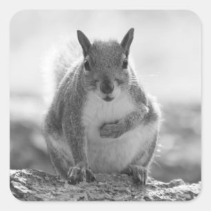 Grey Squirrel - Bute Park, Cardiff, Wales, UK Square Sticker