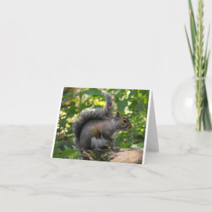 Grey Squirrel Card