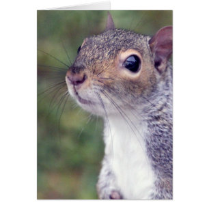 Grey Squirrel Card