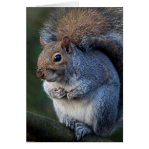 Grey Squirrel Card