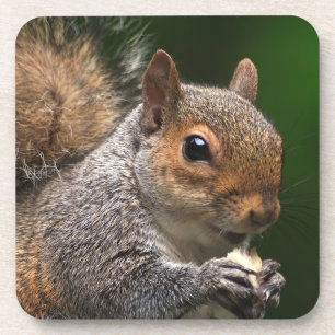 Grey Squirrel Cork Coaster