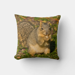 Grey Squirrel, eating, peanut, Crystal Springs Cushion