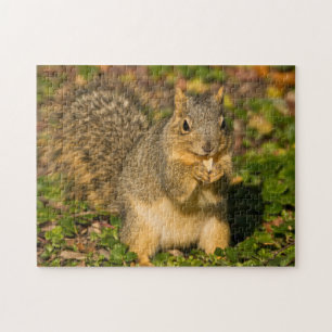 Grey Squirrel, eating, peanut, Crystal Springs Jigsaw Puzzle