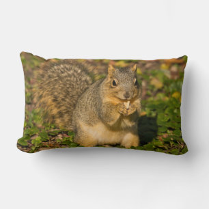 Grey Squirrel, eating, peanut, Crystal Springs Lumbar Cushion