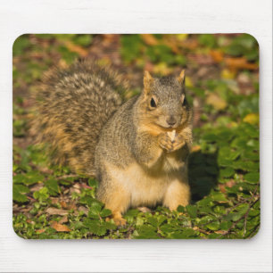 Grey Squirrel, eating, peanut, Crystal Springs Mouse Mat