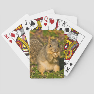 Grey Squirrel, eating, peanut, Crystal Springs Playing Cards