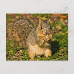 Grey Squirrel, eating, peanut, Crystal Springs Postcard