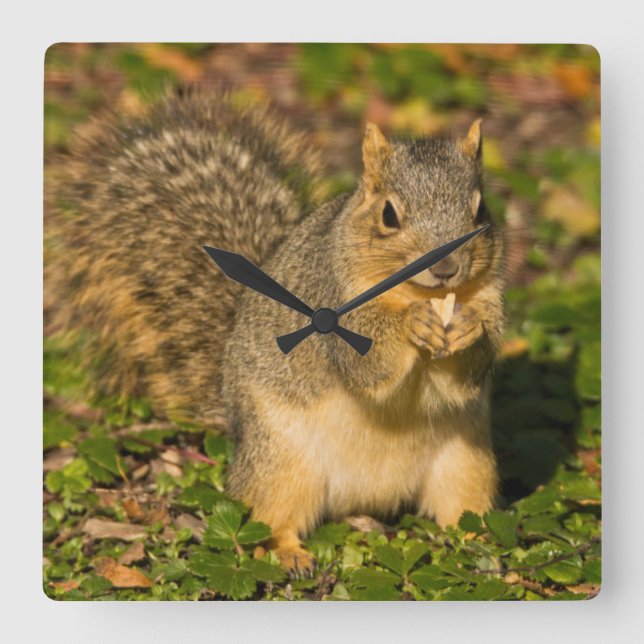 Grey Squirrel, eating, peanut, Crystal Springs Square Wall Clock (Front)