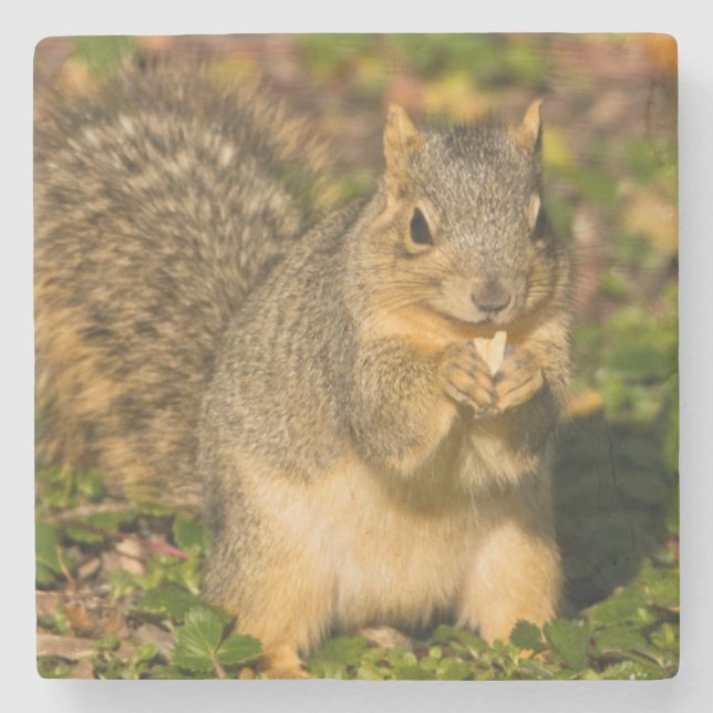 Grey Squirrel, eating, peanut, Crystal Springs Stone Coaster (Front)