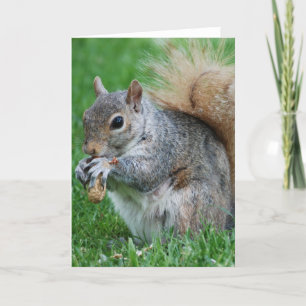 Grey Squirrel  Greeting Card