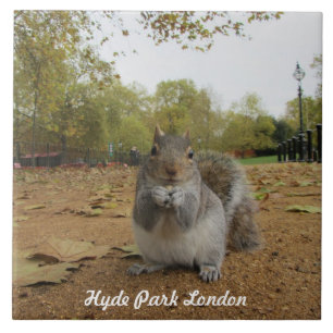 Grey Squirrel Hyde Park London. Tile