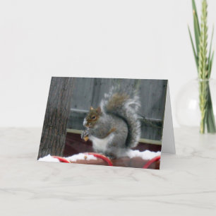Grey Squirrel in Winter Holiday Card