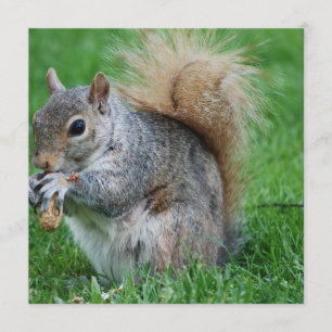Grey Squirrel Invitations