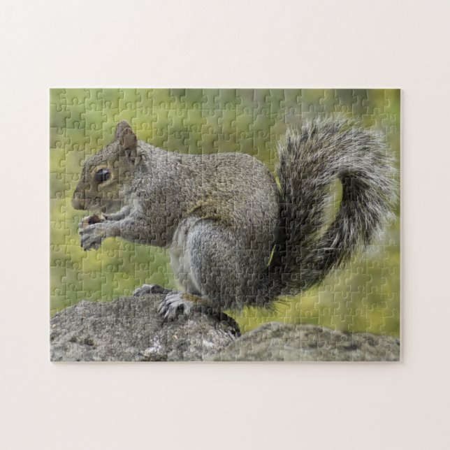 Grey Squirrel Jigsaw Puzzle (Horizontal)