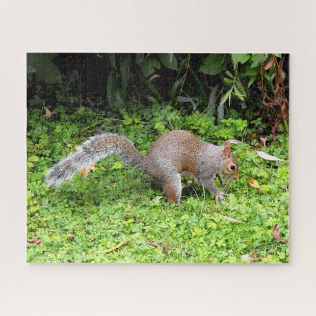Grey squirrel jigsaw puzzle (Horizontal)