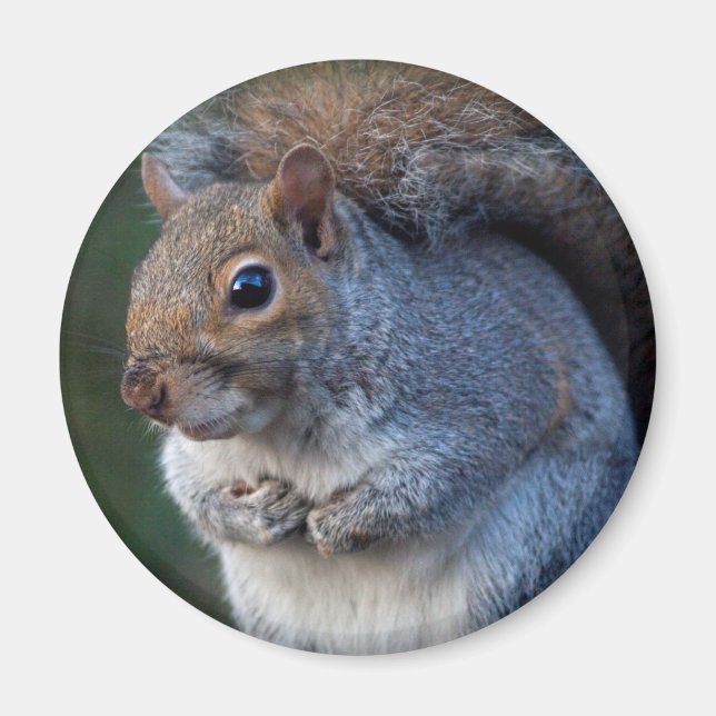Grey Squirrel Magnet (Front)