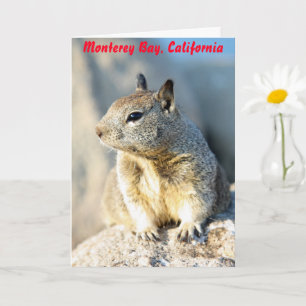 Grey squirrel, Monterey Bay California Card