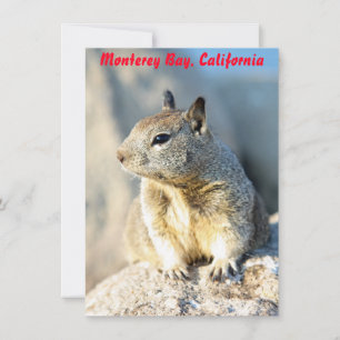 Grey squirrel, Monterey Bay, California Card