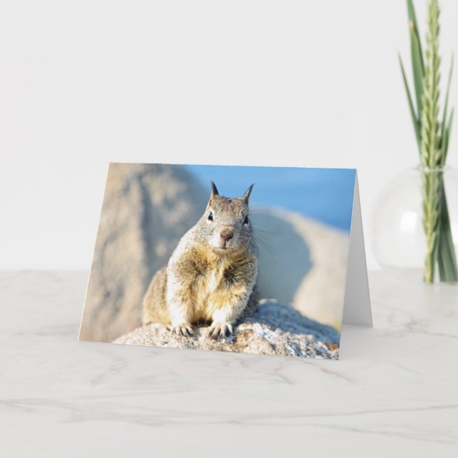 Grey squirrel, Monterey Bay, California Card (Front)