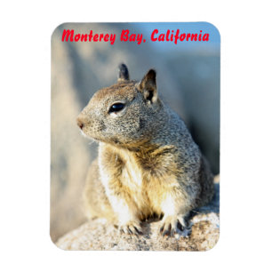 Grey squirrel, Monterey Bay, California Magnet