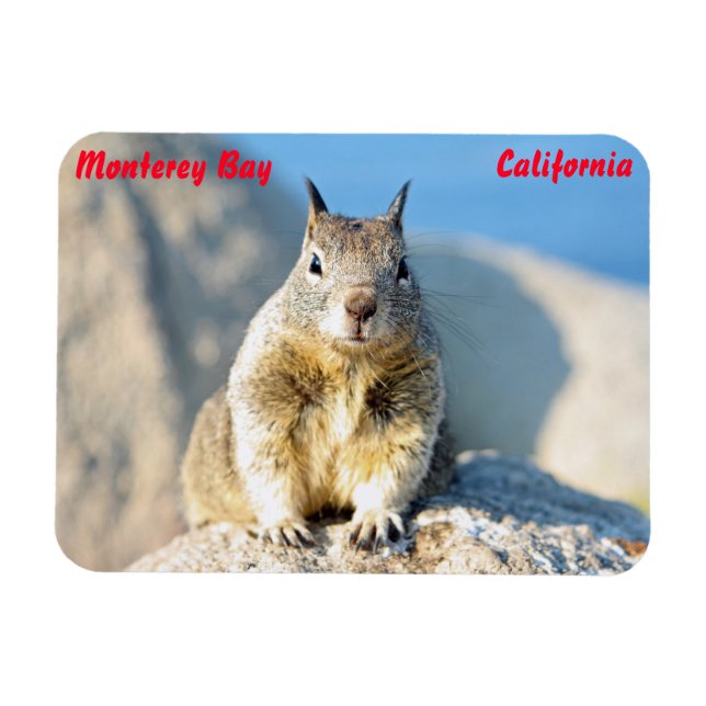 Grey squirrel, Monterey Bay, California Magnet (Horizontal)