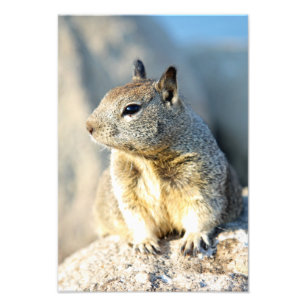 Grey squirrel, Monterey Bay, California Photo Print