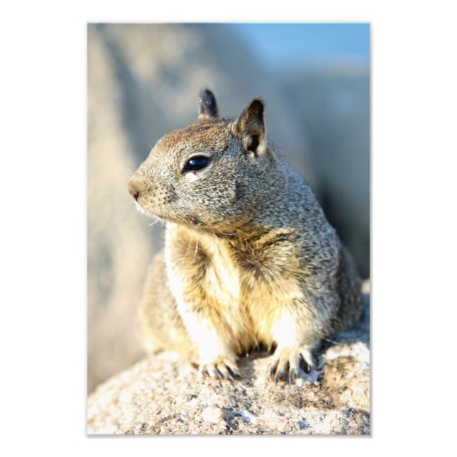 Grey squirrel, Monterey Bay, California Photo Print (Front)