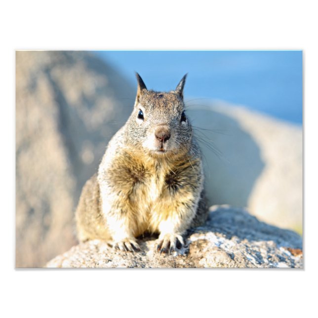 Grey squirrel, Monterey Bay, California Photo Print (Front)