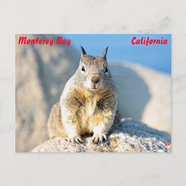 Grey squirrel, Monterey Bay, California Postcard (Front)