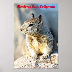 Grey squirrel, Monterey Bay, California Poster