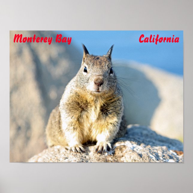 Grey squirrel, Monterey Bay, California Poster (Front)