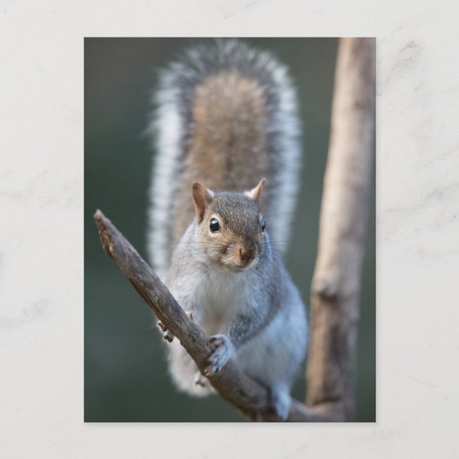 Grey Squirrel on a branch Postcard (Front)