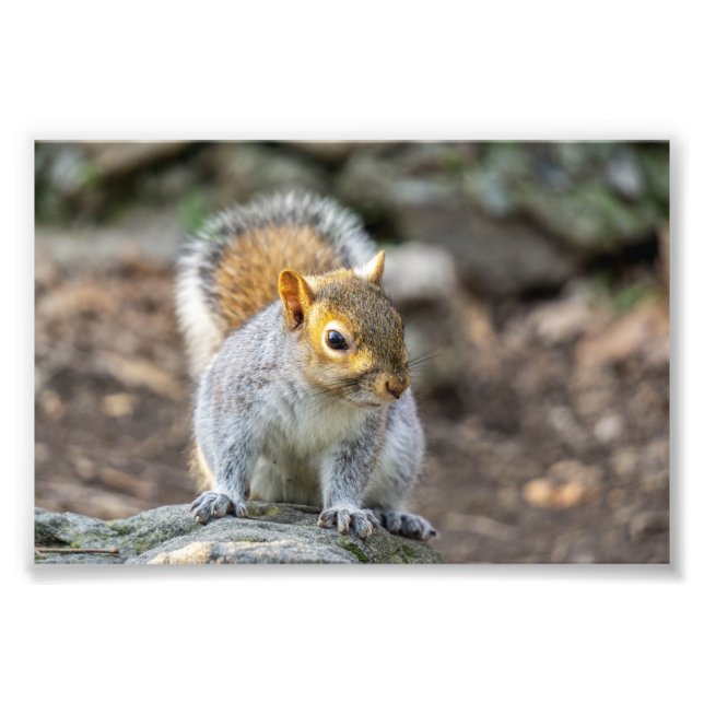 Grey squirrel photo print (Front)