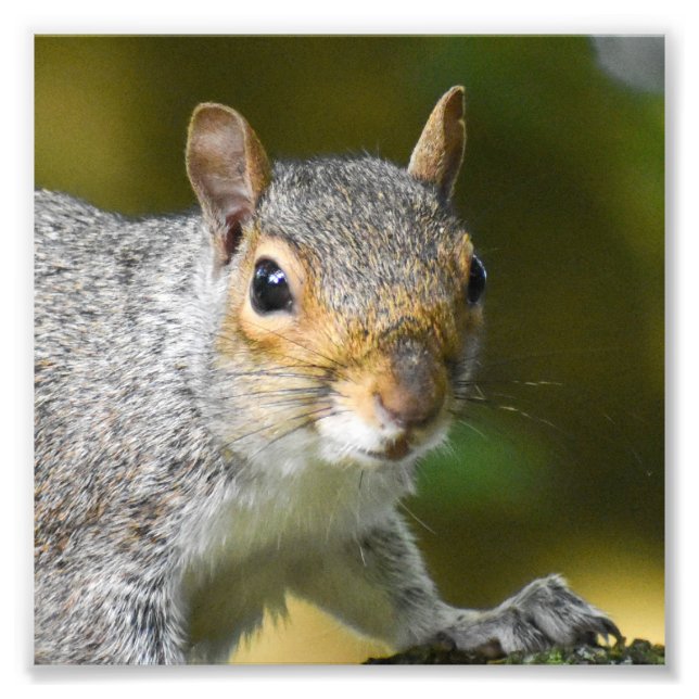 Grey Squirrel  Photo Print (Front)