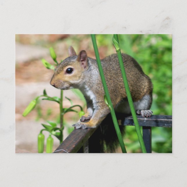 Grey Squirrel Photograph Postcard (Front)