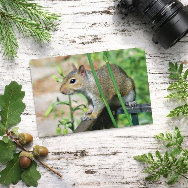 Grey Squirrel Photograph Postcard (Creator Uploaded)